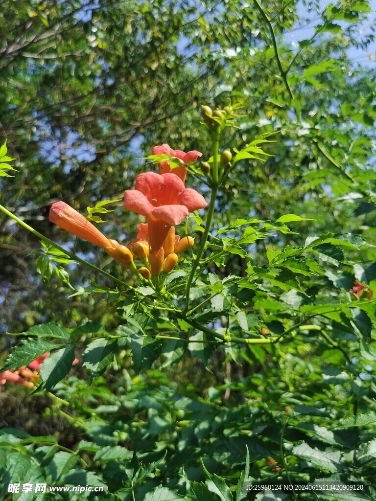 凌霄