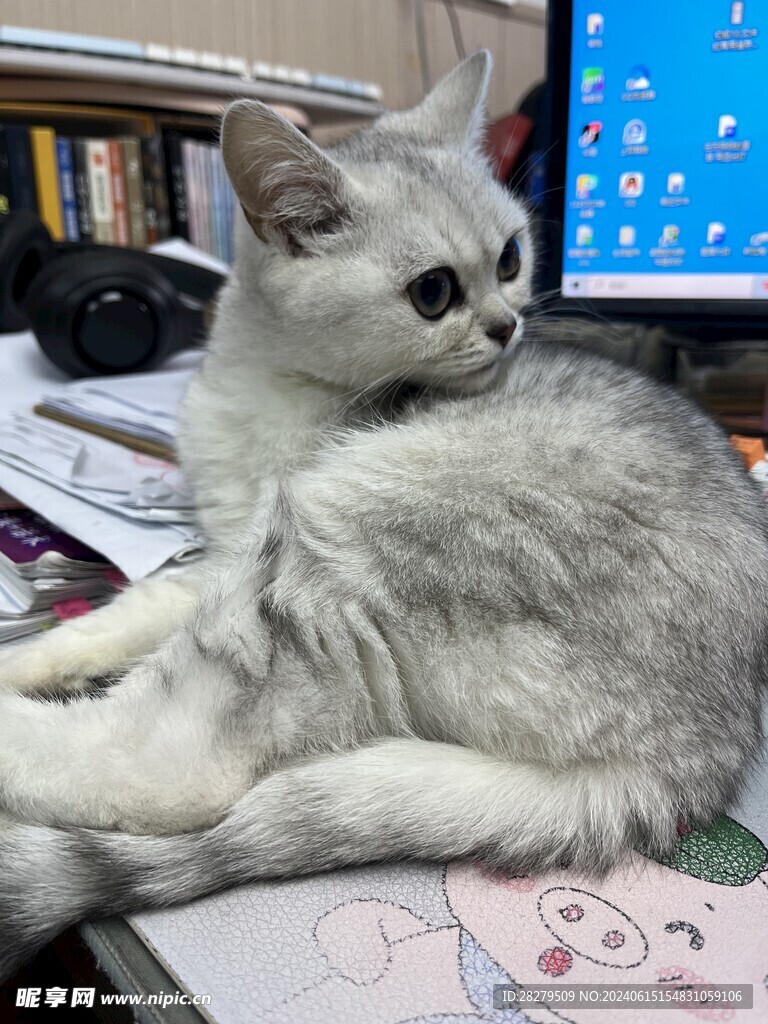 猫喵