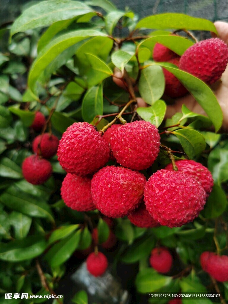 荔枝