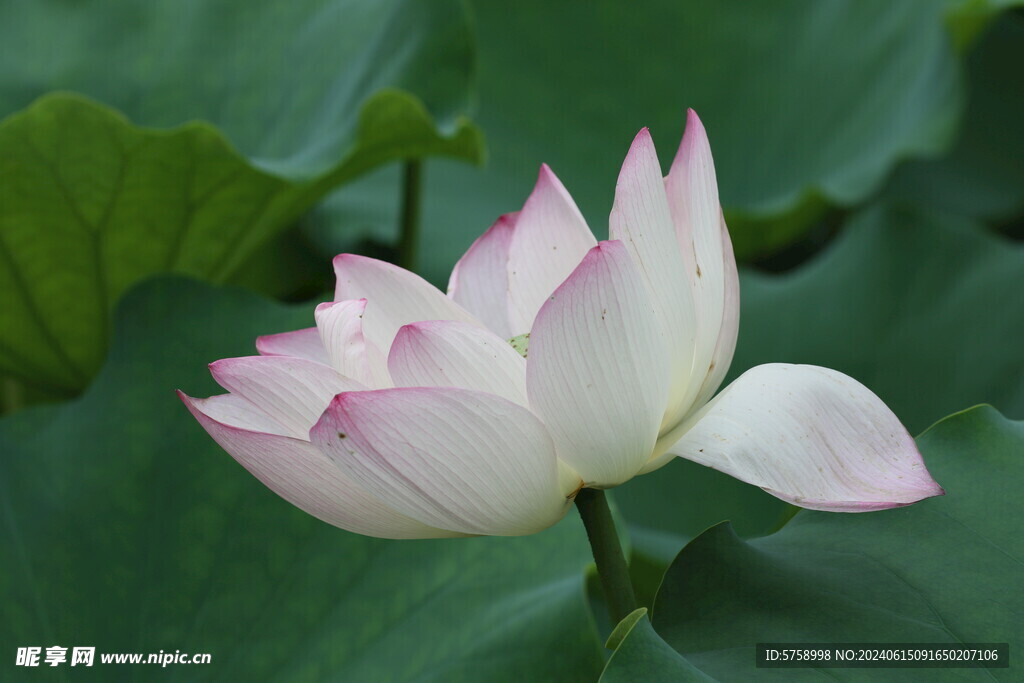 荷花独立