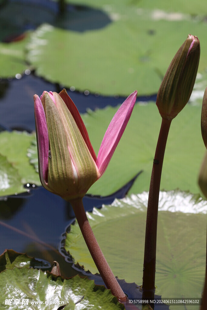 红色睡莲花蕾