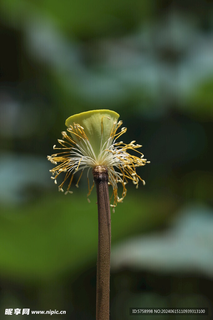 高清莲蓬花粉