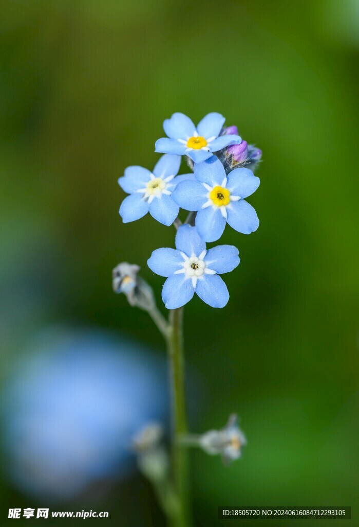 蓝花