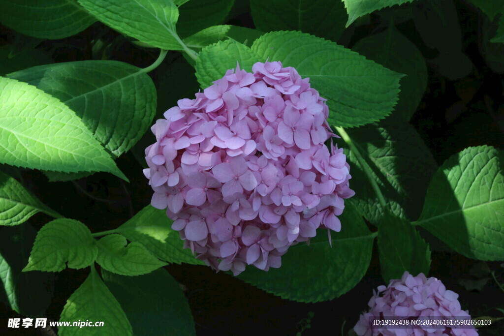 绣球花 
