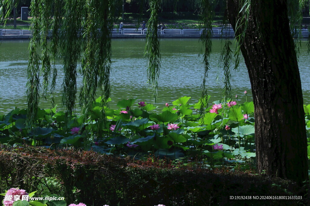 公园风景 