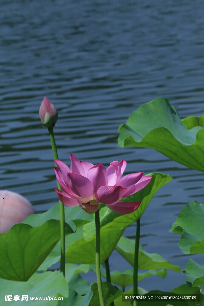 荷花荷叶  