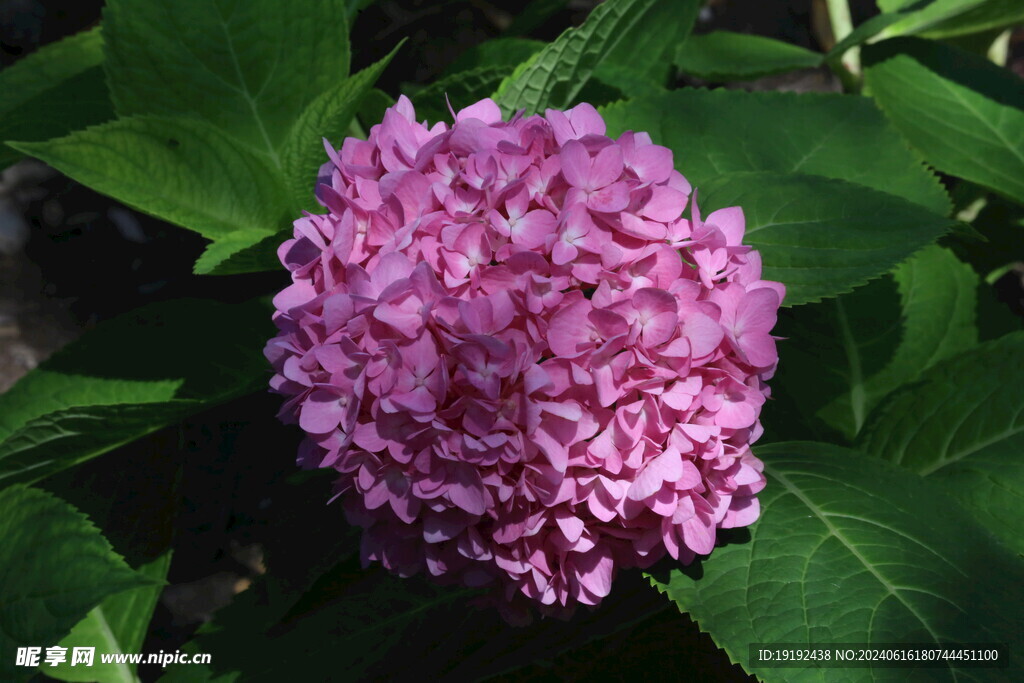 绣球花  
