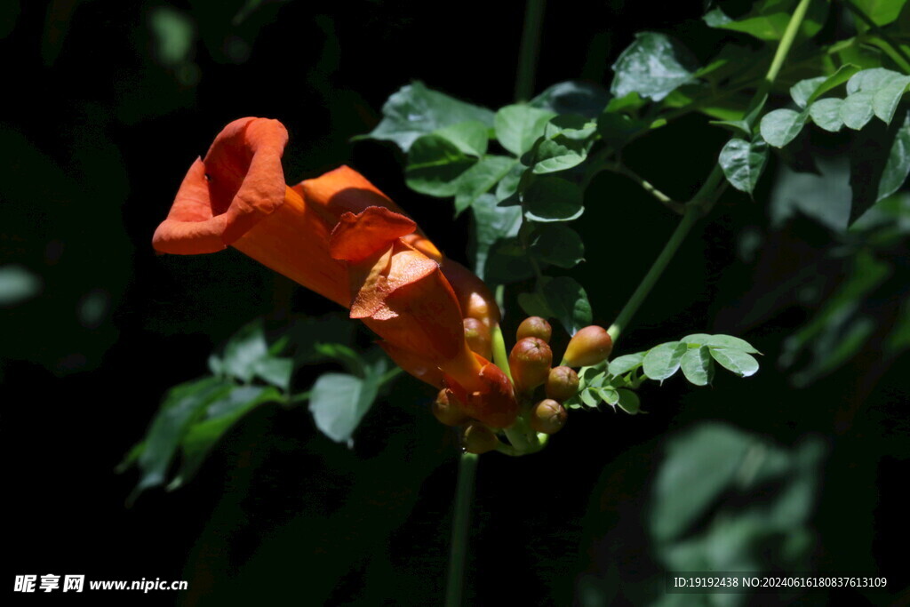 凌霄花  