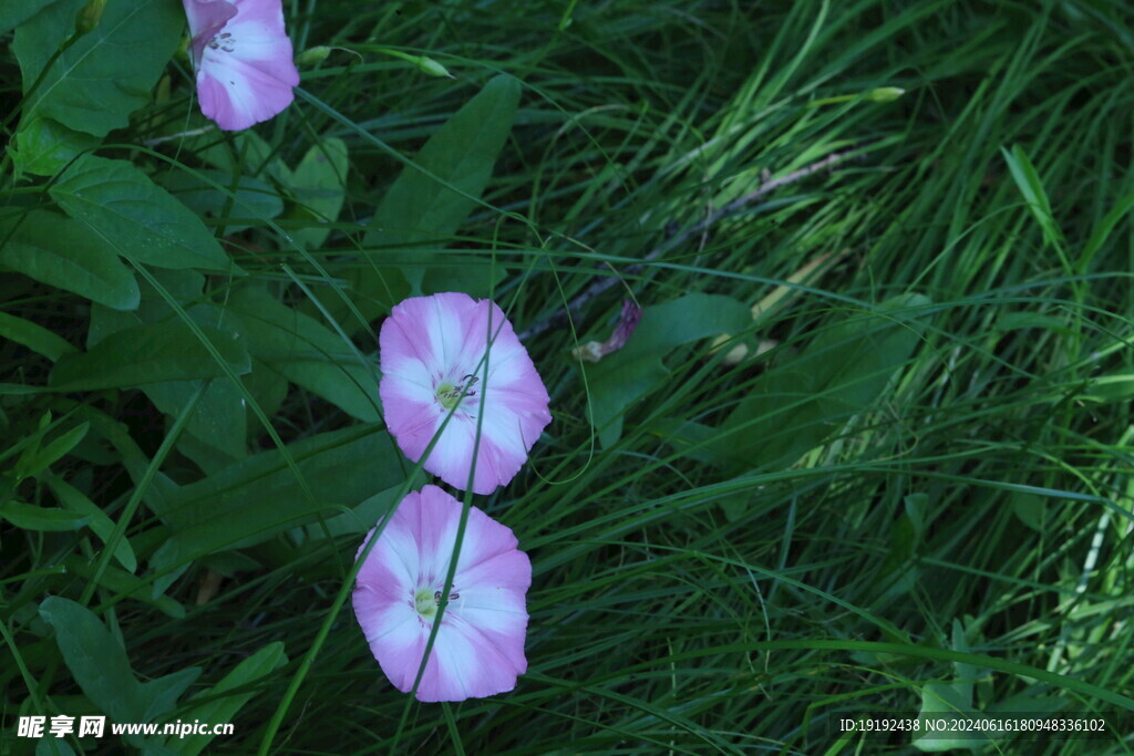 田旋花 