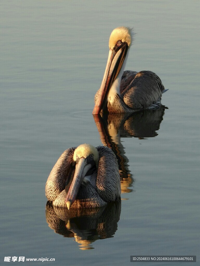 鵜鶘