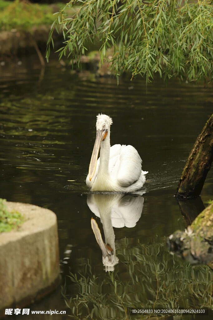 鵜鶘