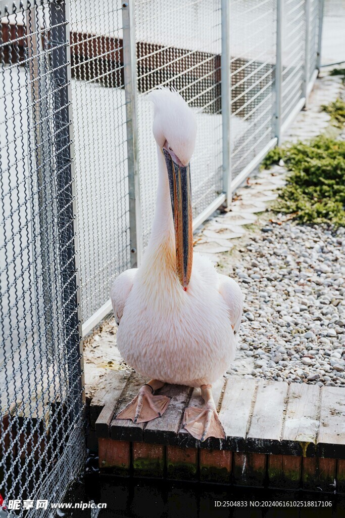 鵜鶘