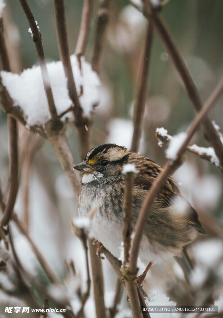 麻雀