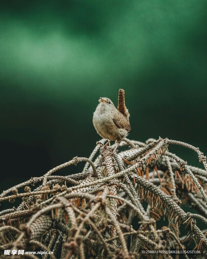 麻雀