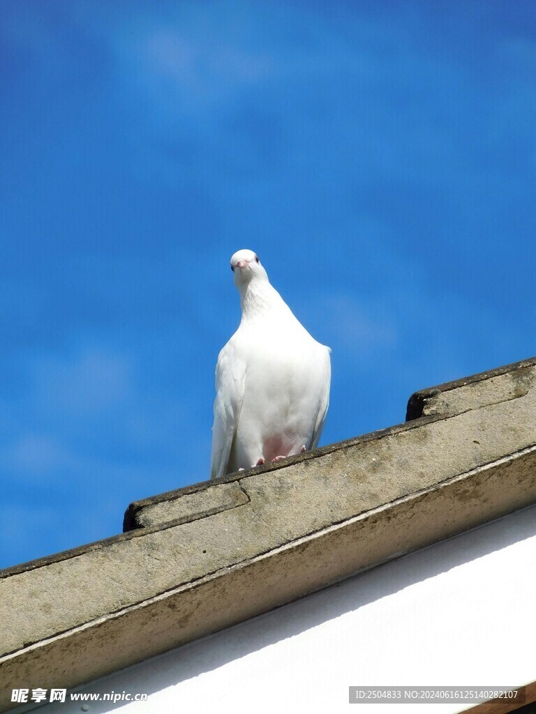 鸽子