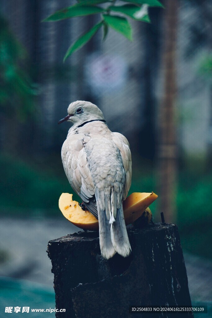 鸽子