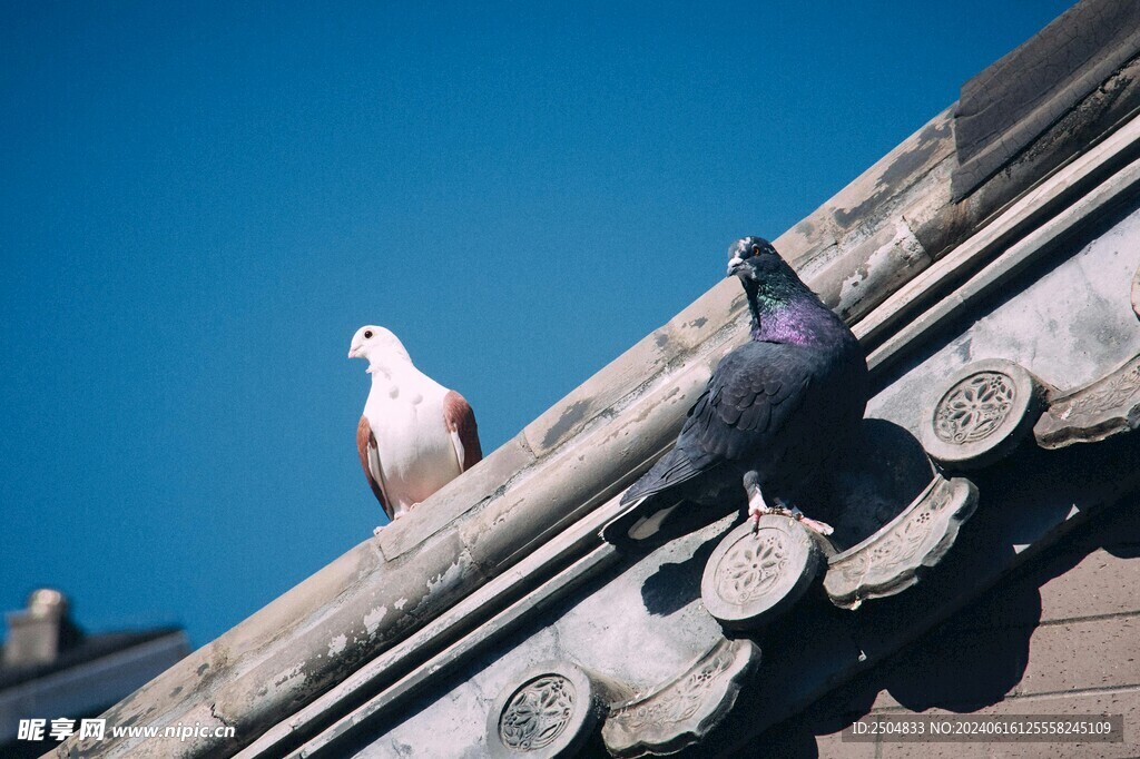 鸽子