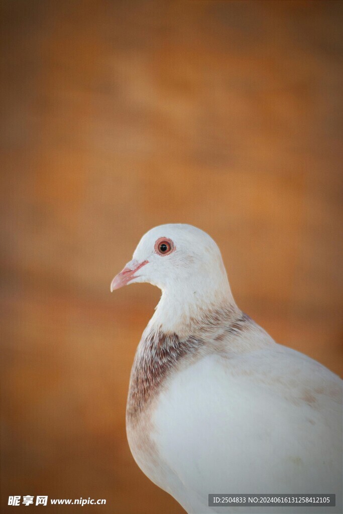 鸽子