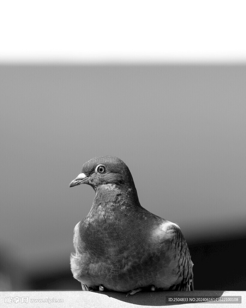 鸽子