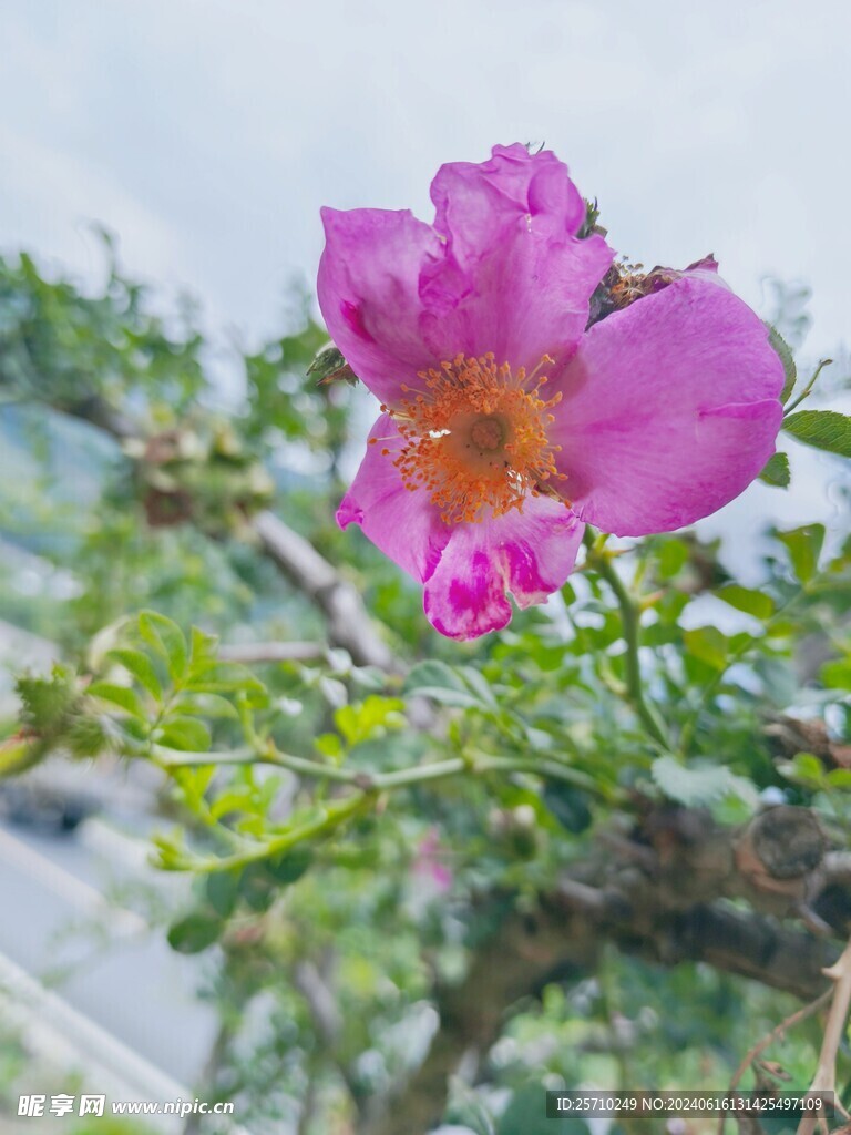 刺梨花  粉色  花朵 