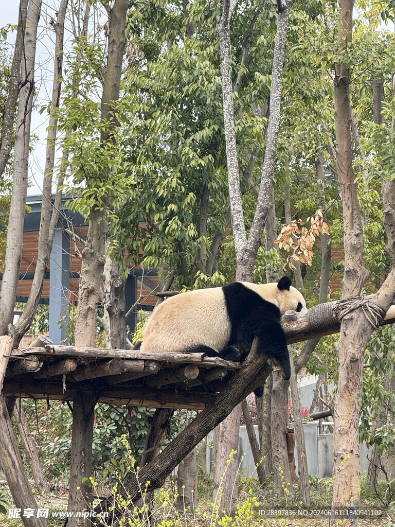 趴着的大熊猫