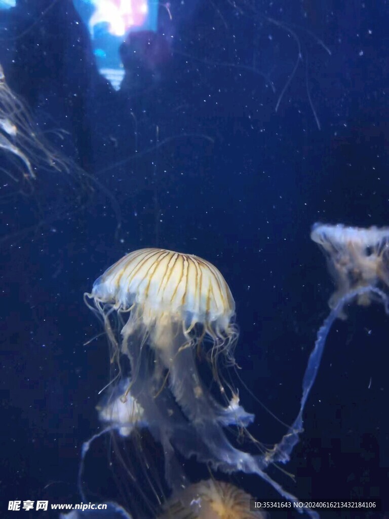 水母