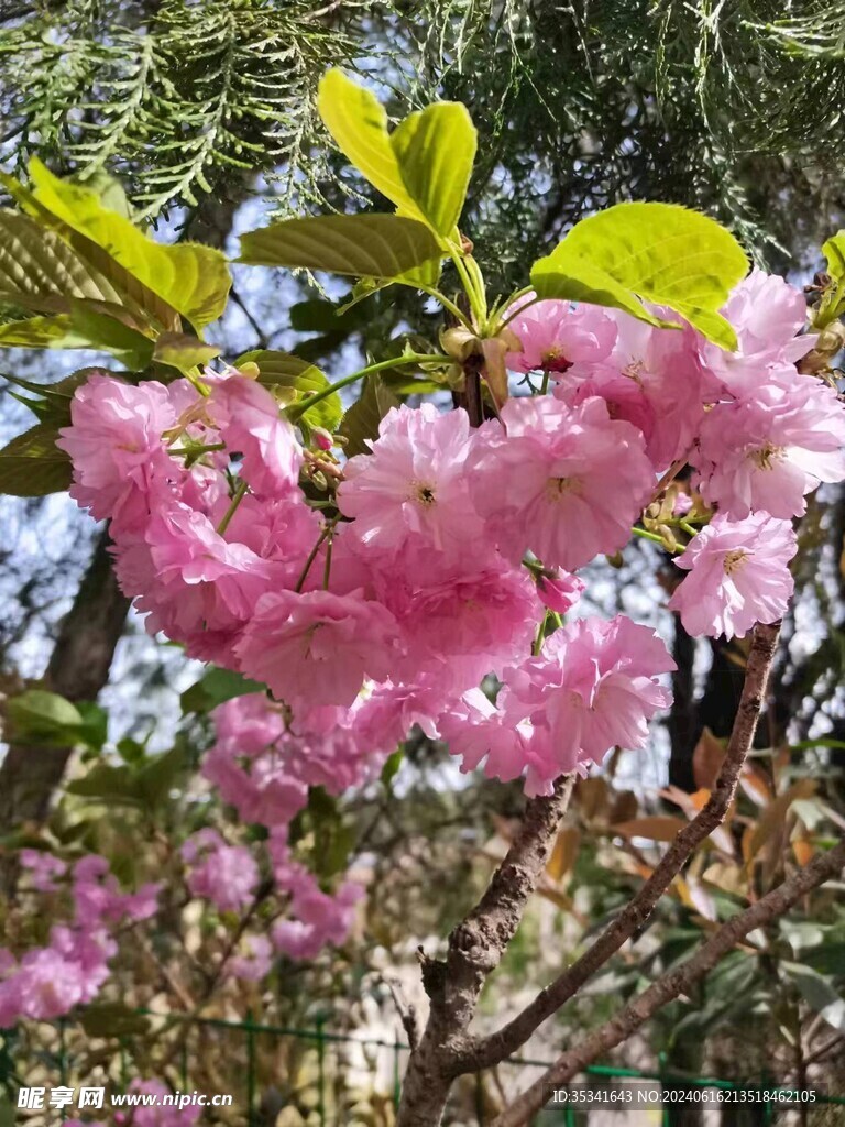 海棠花