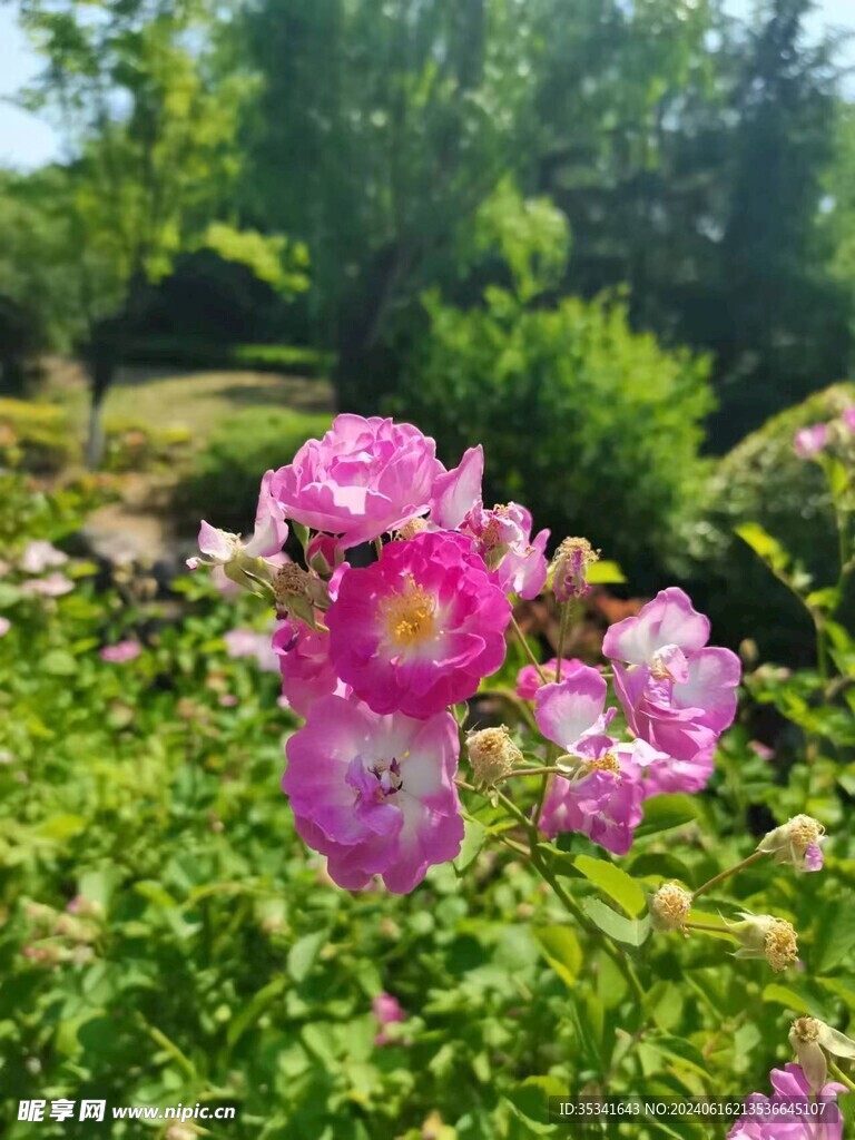 蔷薇