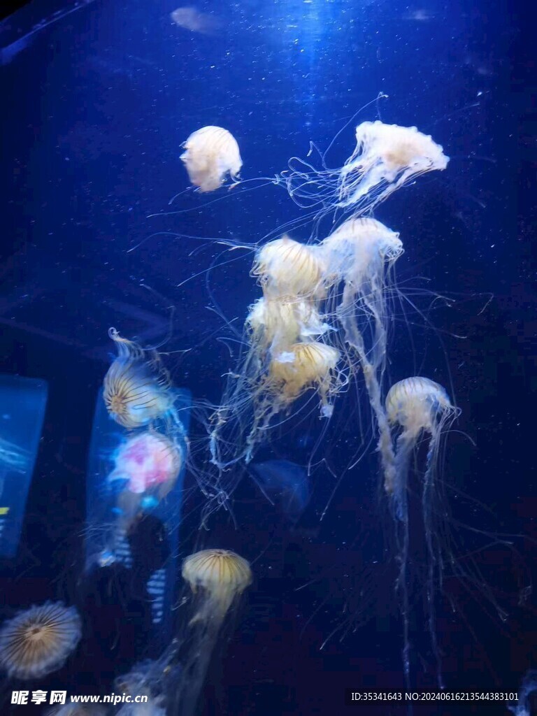 水母
