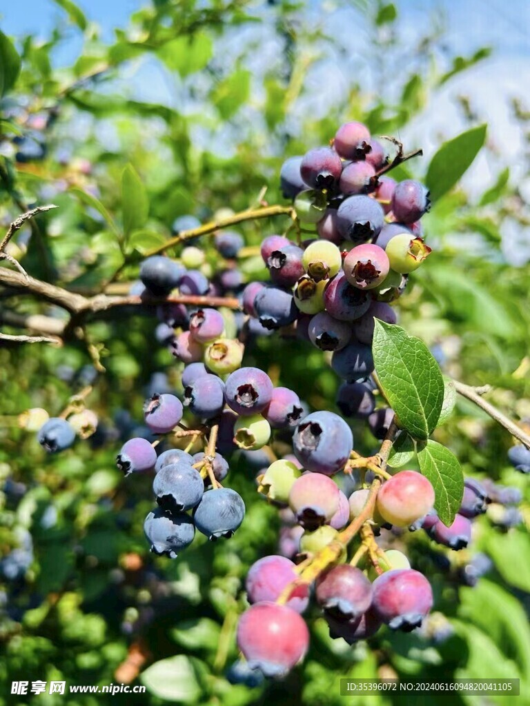 蓝莓