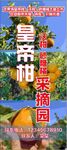 沃柑