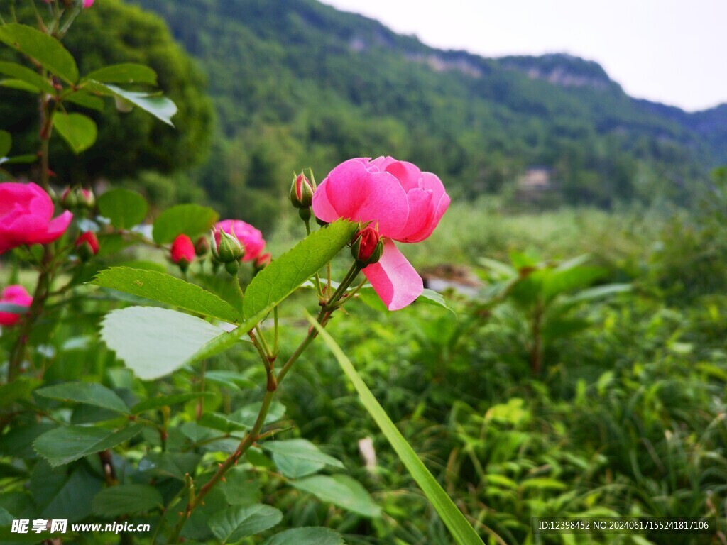 开放的月季花