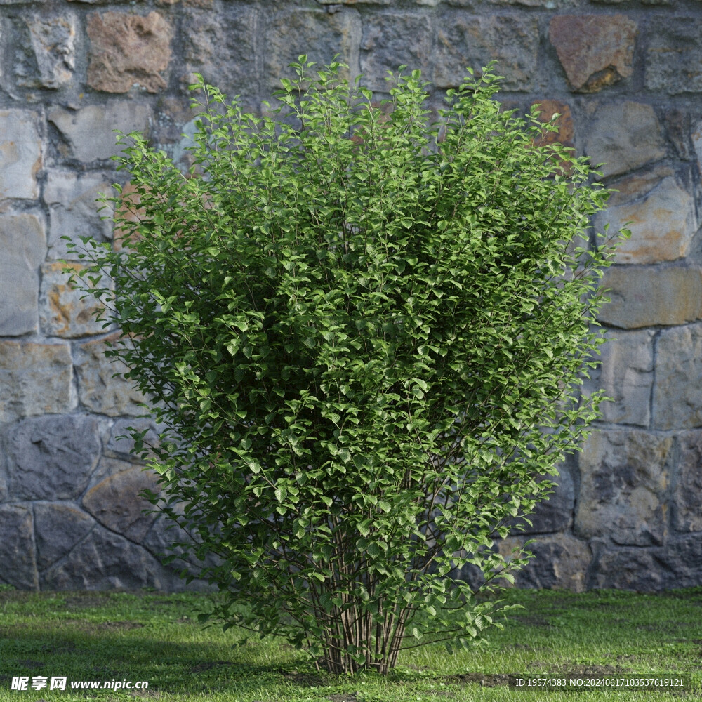 C4D模型 绿色植物