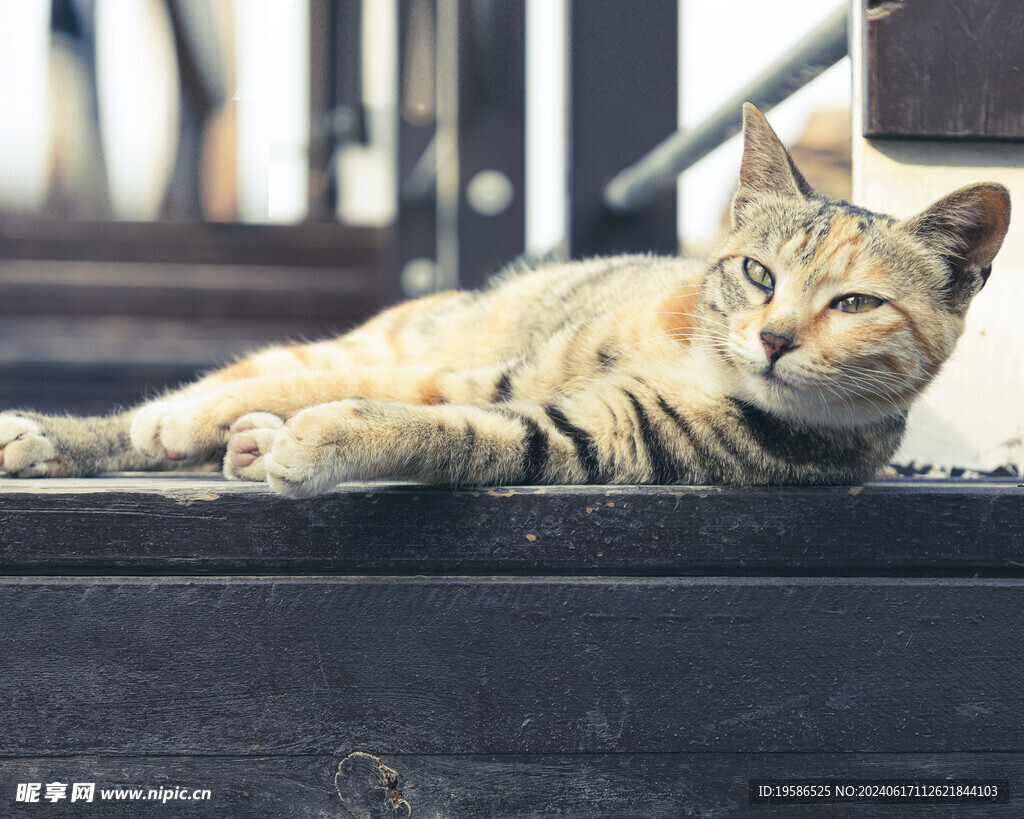 狸花猫