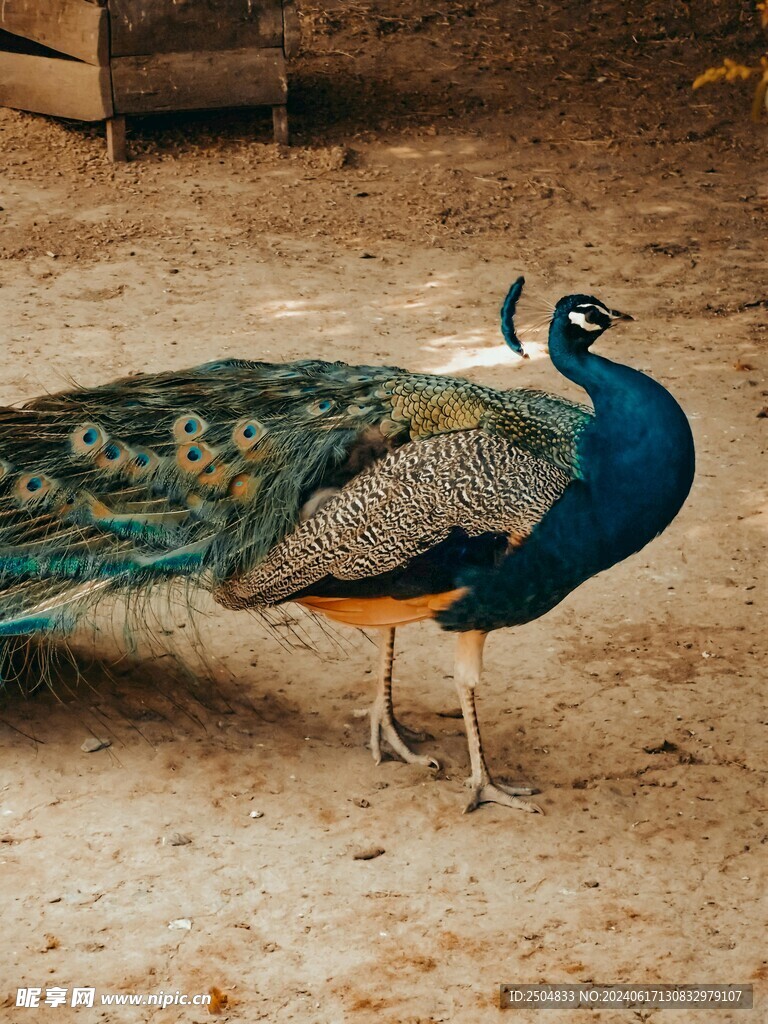 孔雀