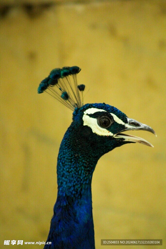 孔雀
