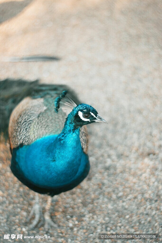 孔雀