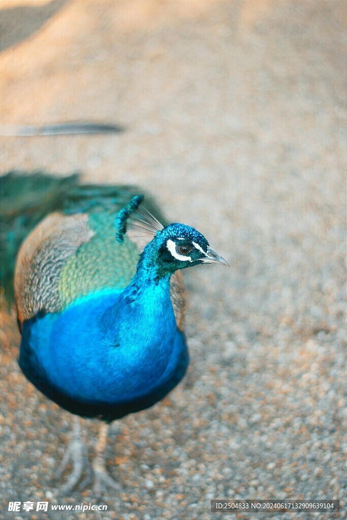 孔雀