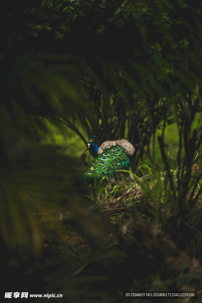 孔雀