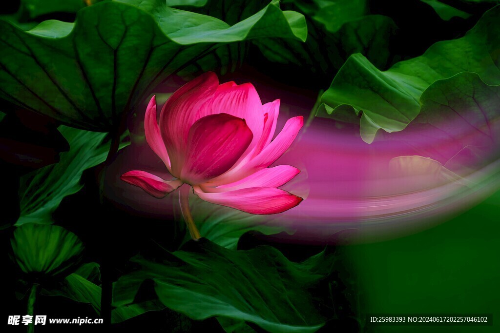荷花