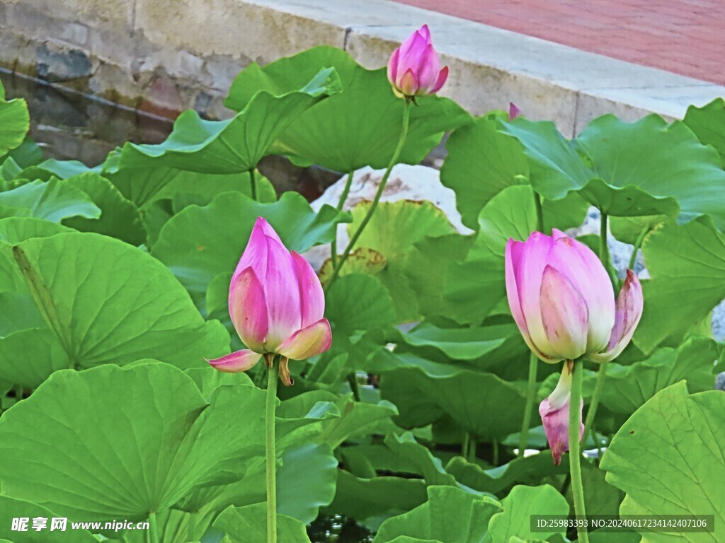 荷花