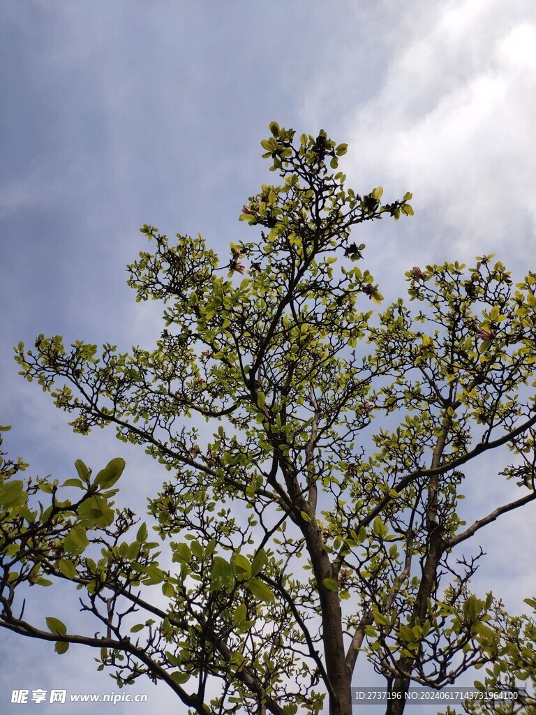 树木摄影图__自然风景_自然景观_摄影图库_昵图网