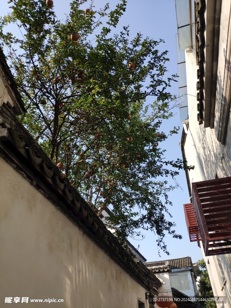石榴树