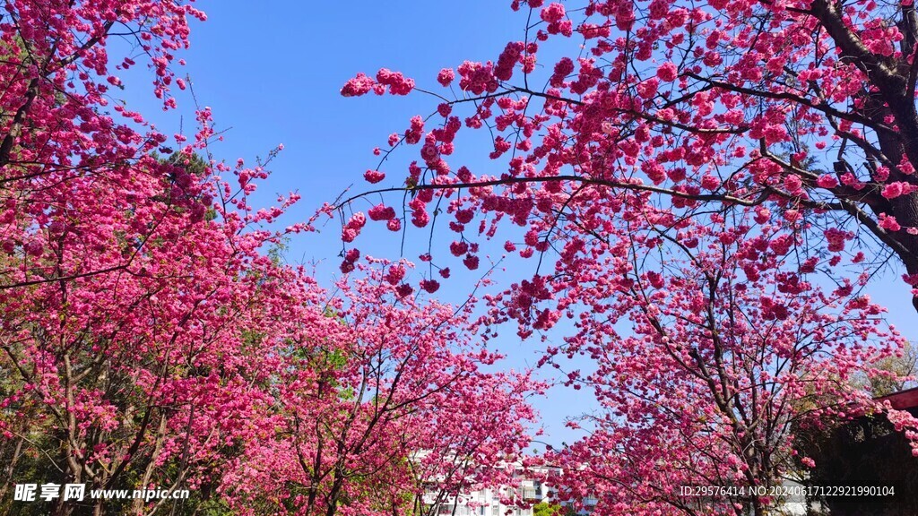 樱花