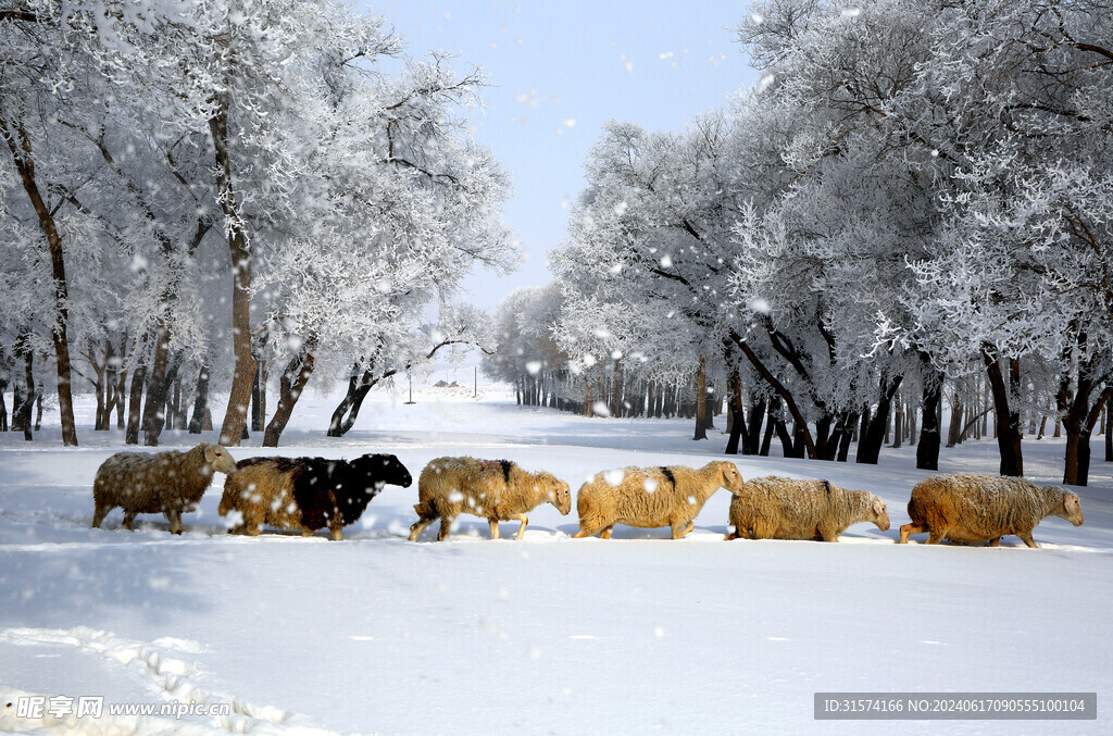 雪地里的羊群