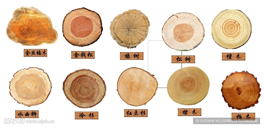 各种树木的年轮