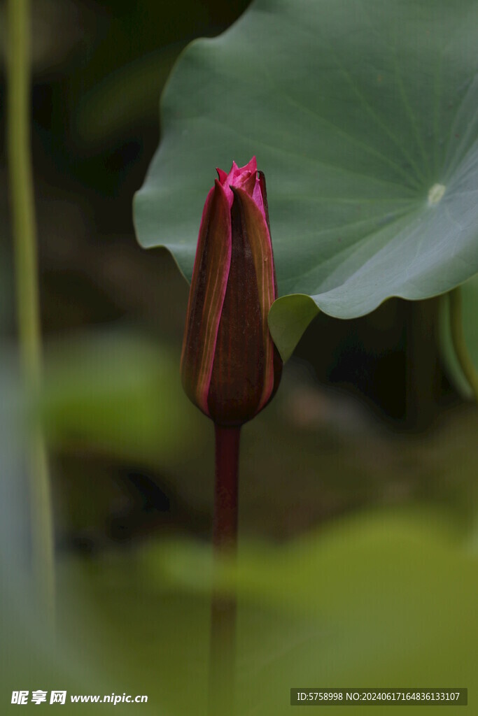 睡莲花蕾