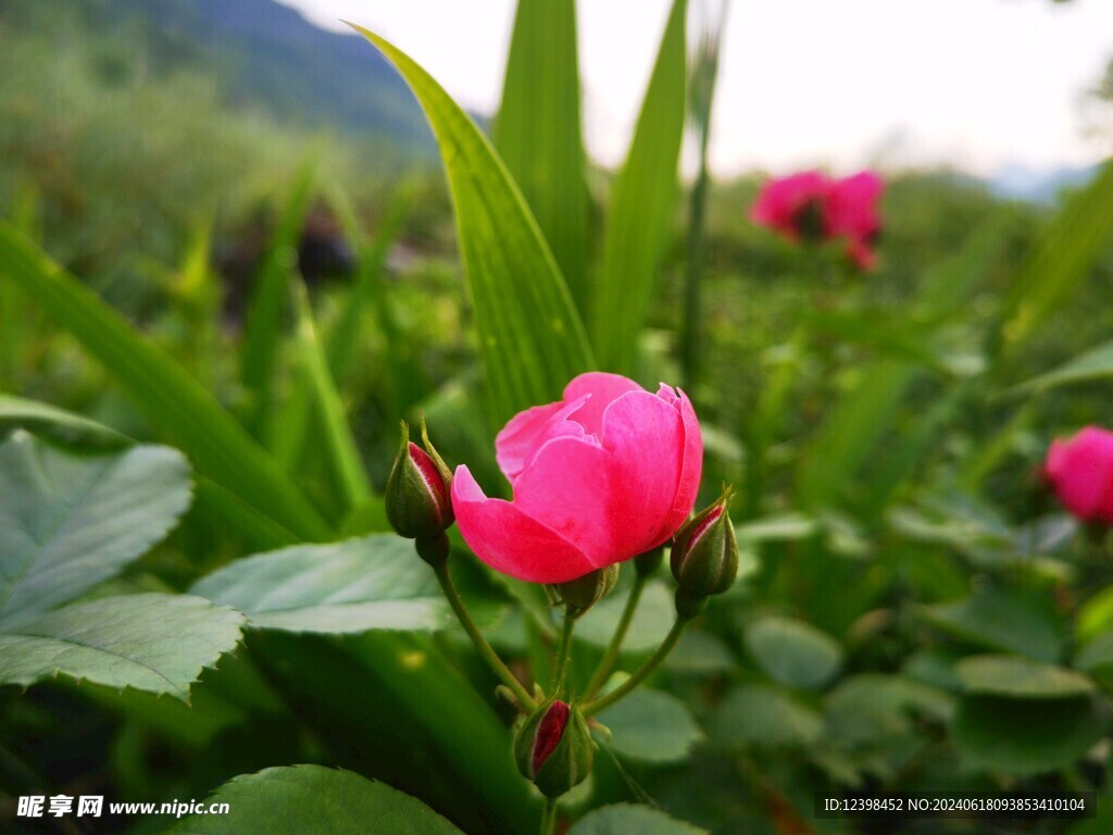 月季花