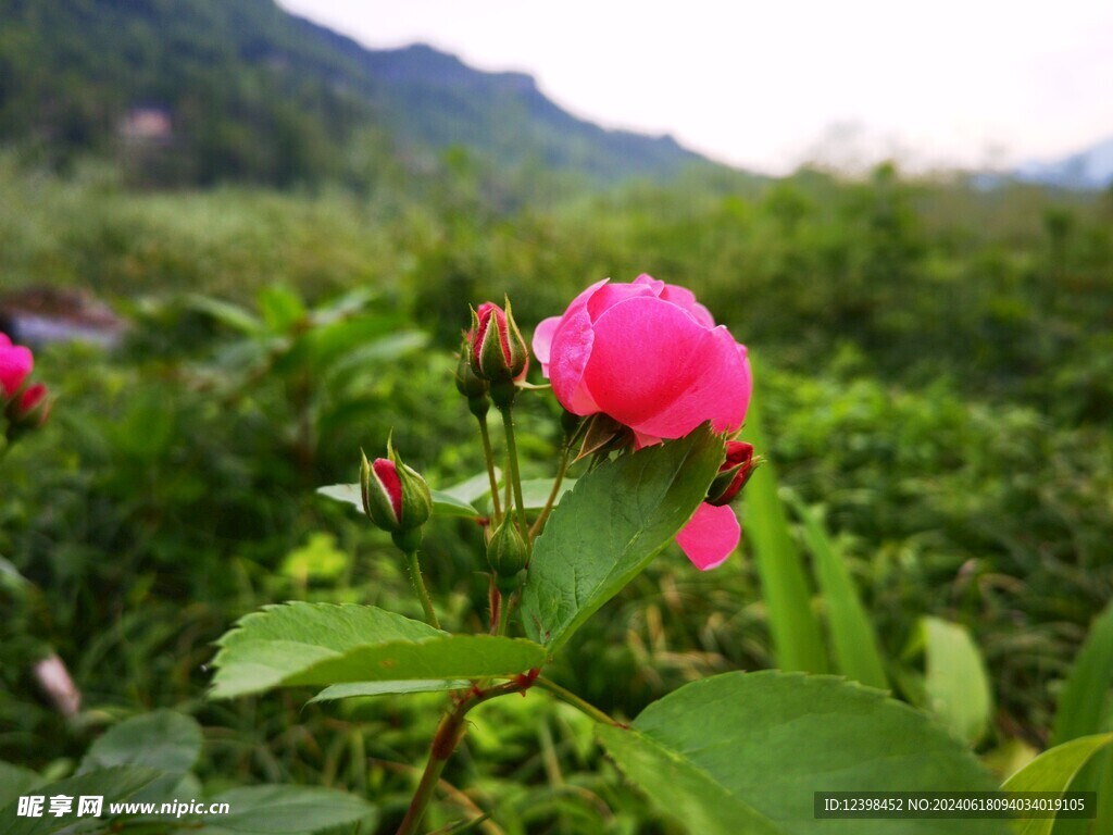 开放的月季花