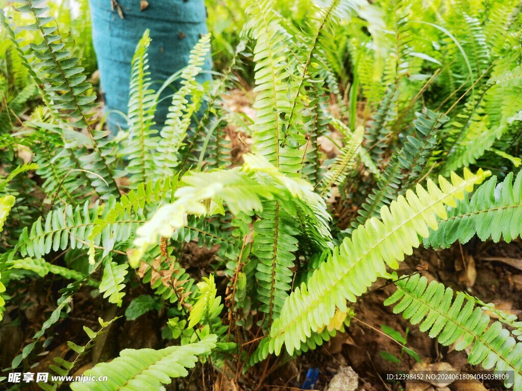 观赏蕨草